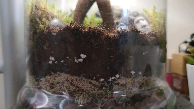 Terrarium Layering Techniques