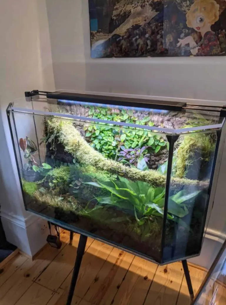 Terrarium Lighting Options