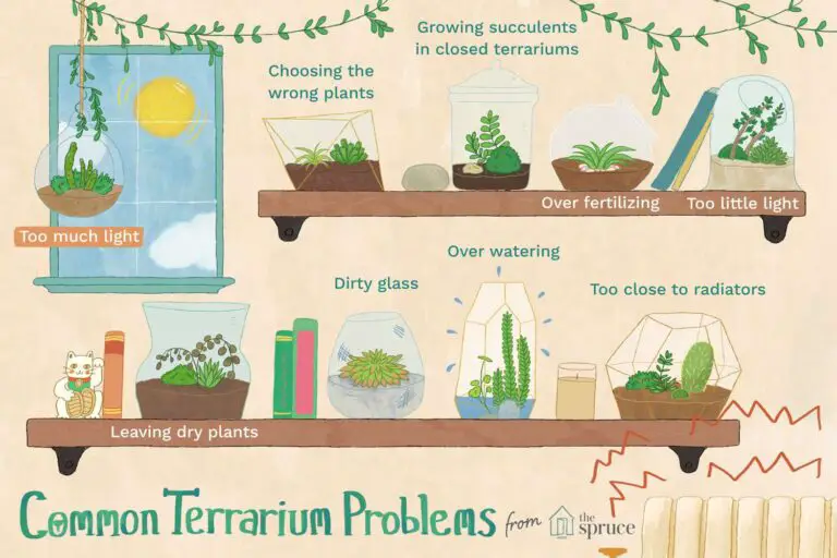 Terrarium Maintenance Tips