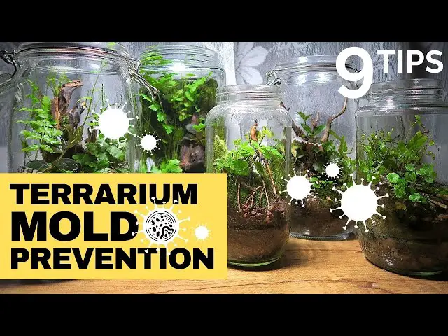 Terrarium Mold Prevention