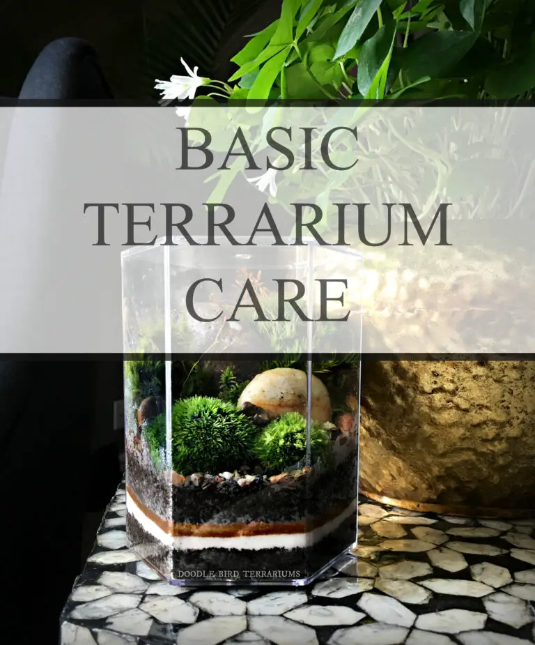 Terrarium Moss Care