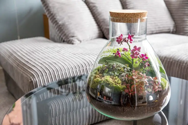 Terrarium Plants