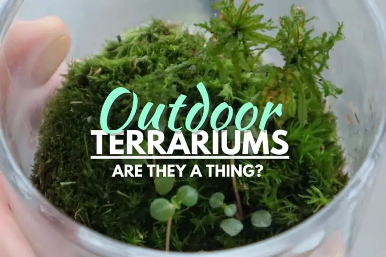 Terrarium Problems And Solutions