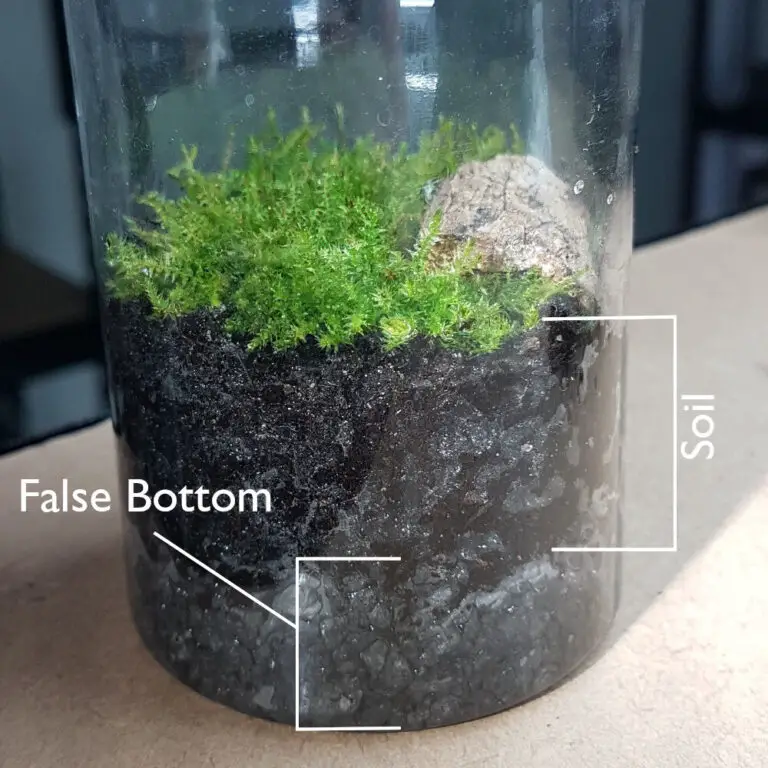 Terrarium Watering Guidelines