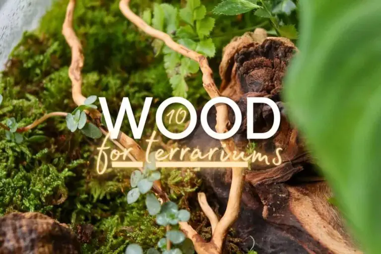 Types of Wood for Terrariums